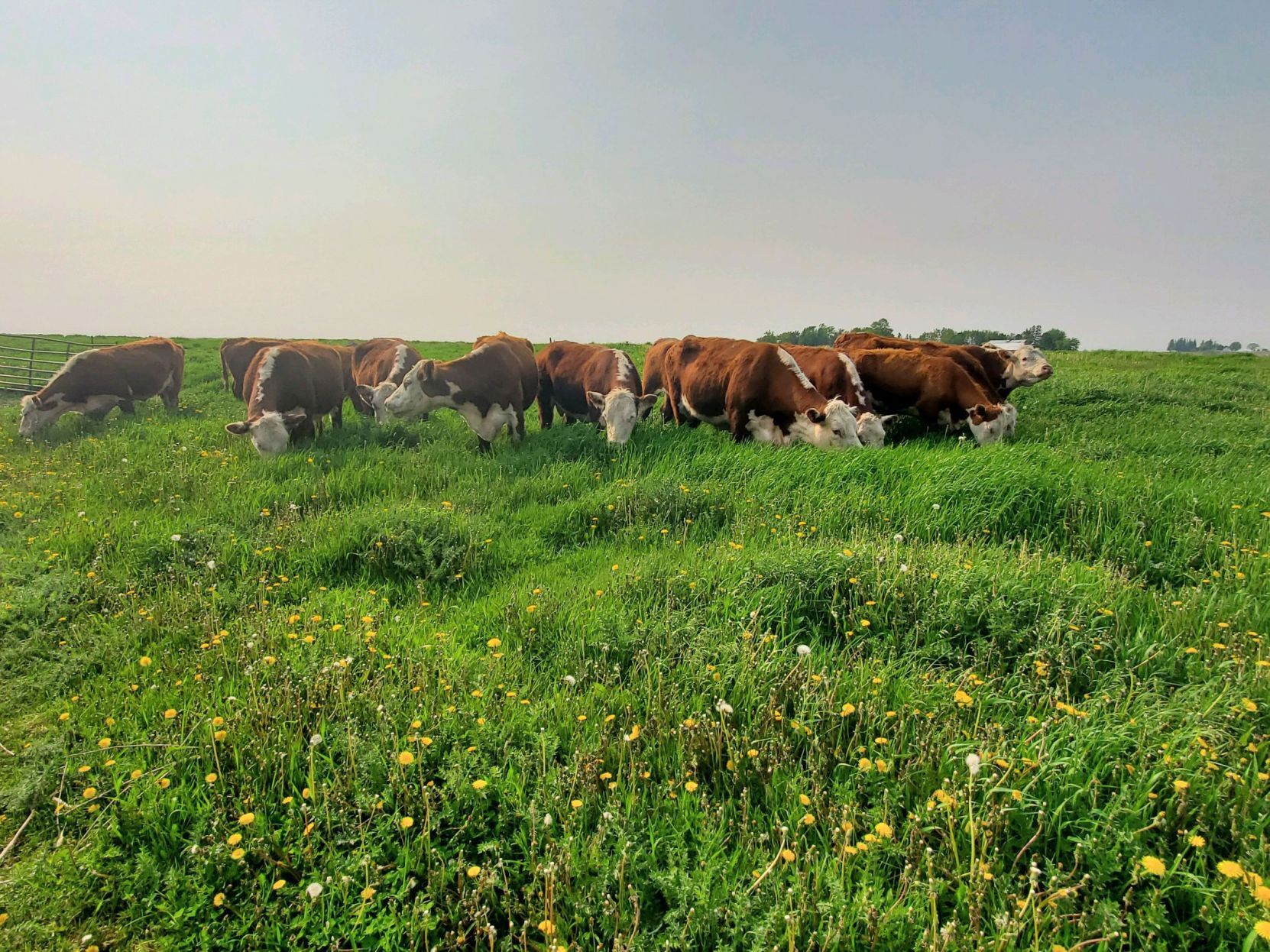 Neilyne cows
